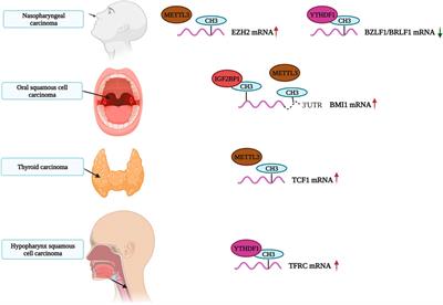 Roles of Major RNA Adenosine Modifications in Head and Neck Squamous Cell Carcinoma